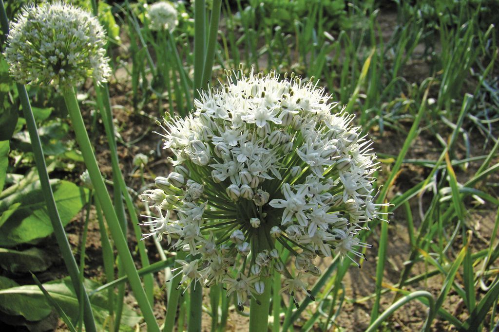 cebula_zwyczajna_(2)