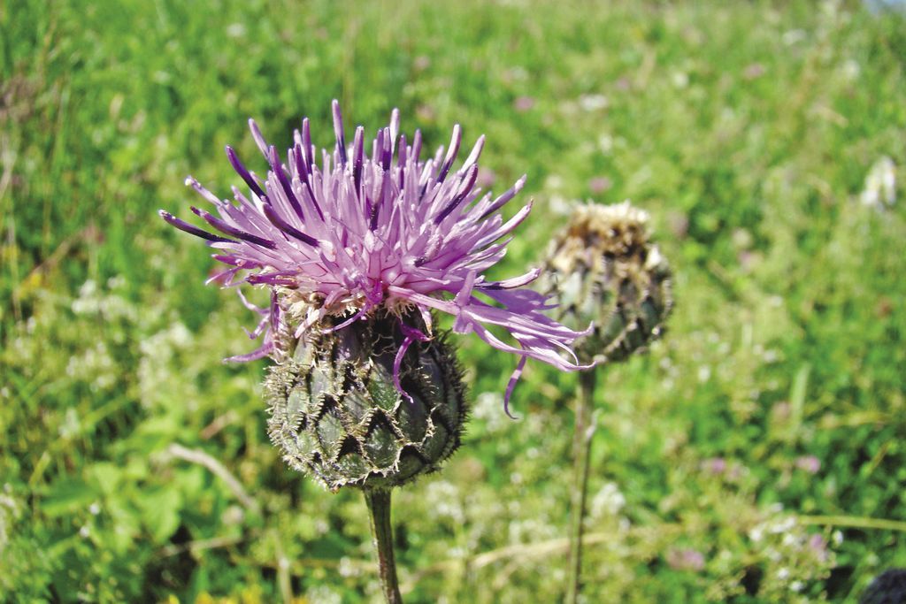 chaber-driakiewnik-3