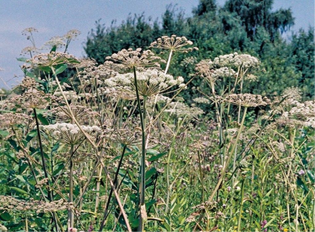 dziegiel_lesny_Angelica_sylvestris_fot_Barbara_lotocka