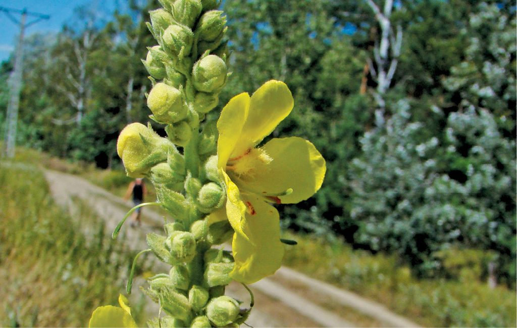 dziewanna-wielkokwiatowa-5