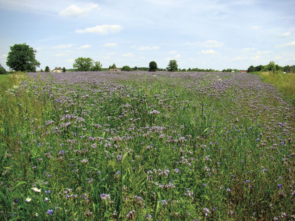 facelia_blekitna_(7)