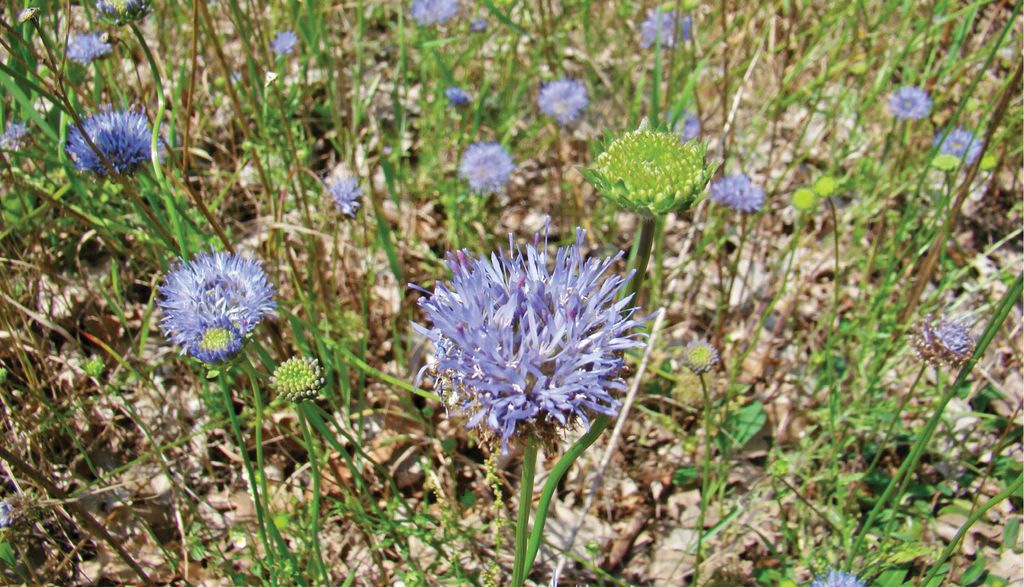 jasieniec-piaskowy-13