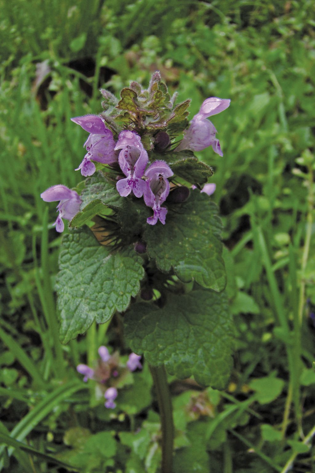 jasnota_purpurowa_(17)_(1)