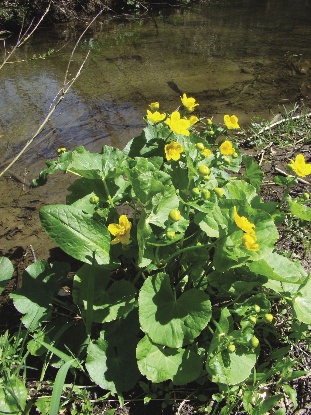 kniec_blotna_(12)_(1)