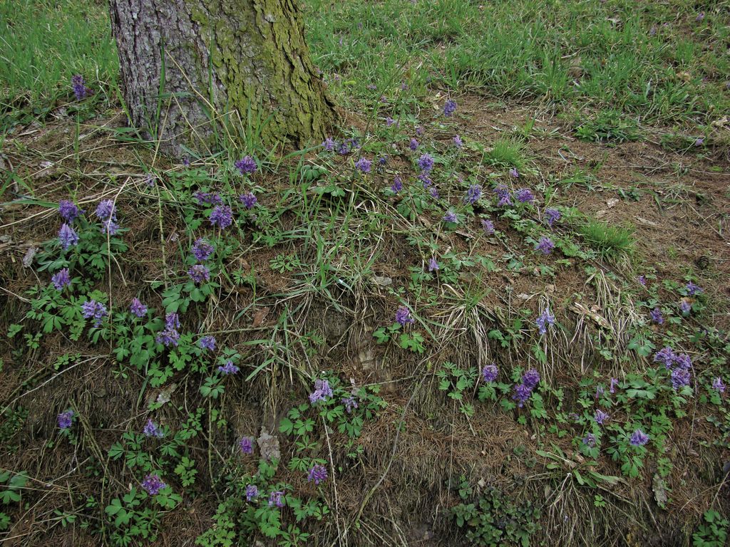 kokorycz_pelna_(2)