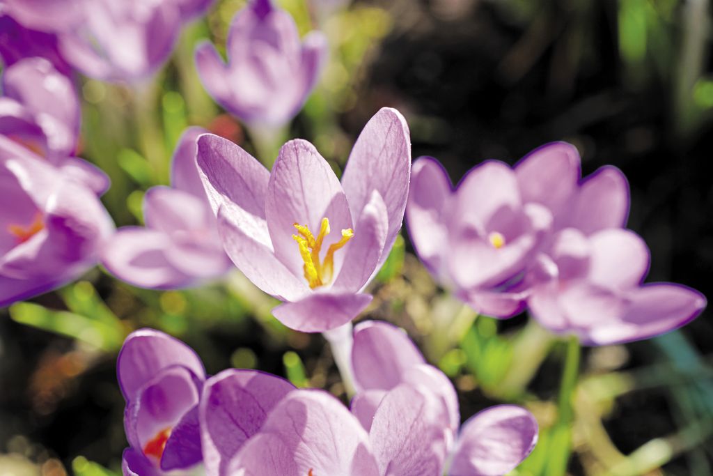 krokus%20wiosenny%20(7)