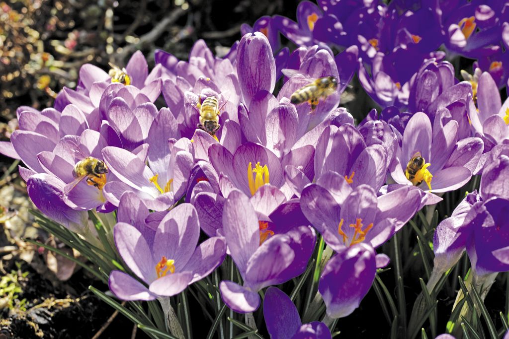 krokus%20wiosenny%20(9)