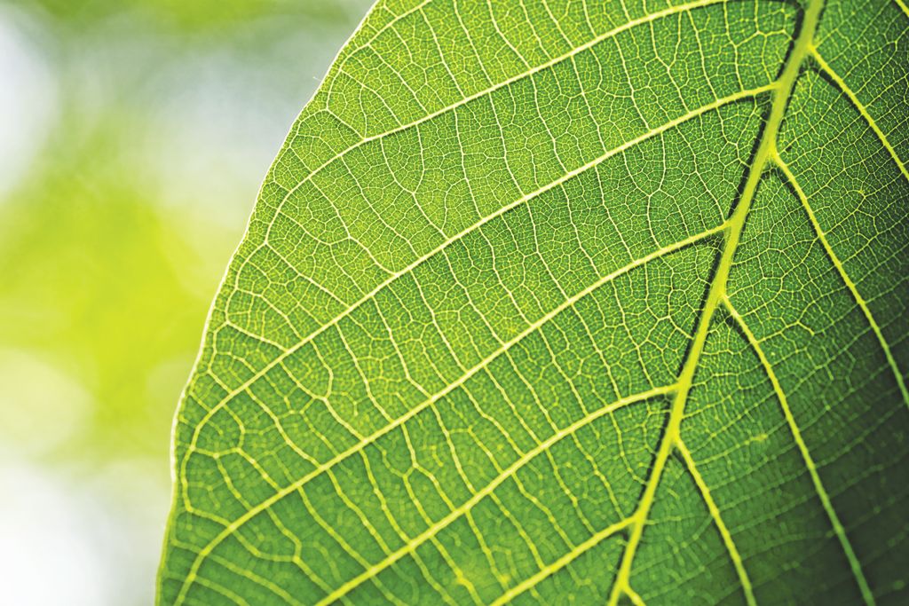 leaves-3420078