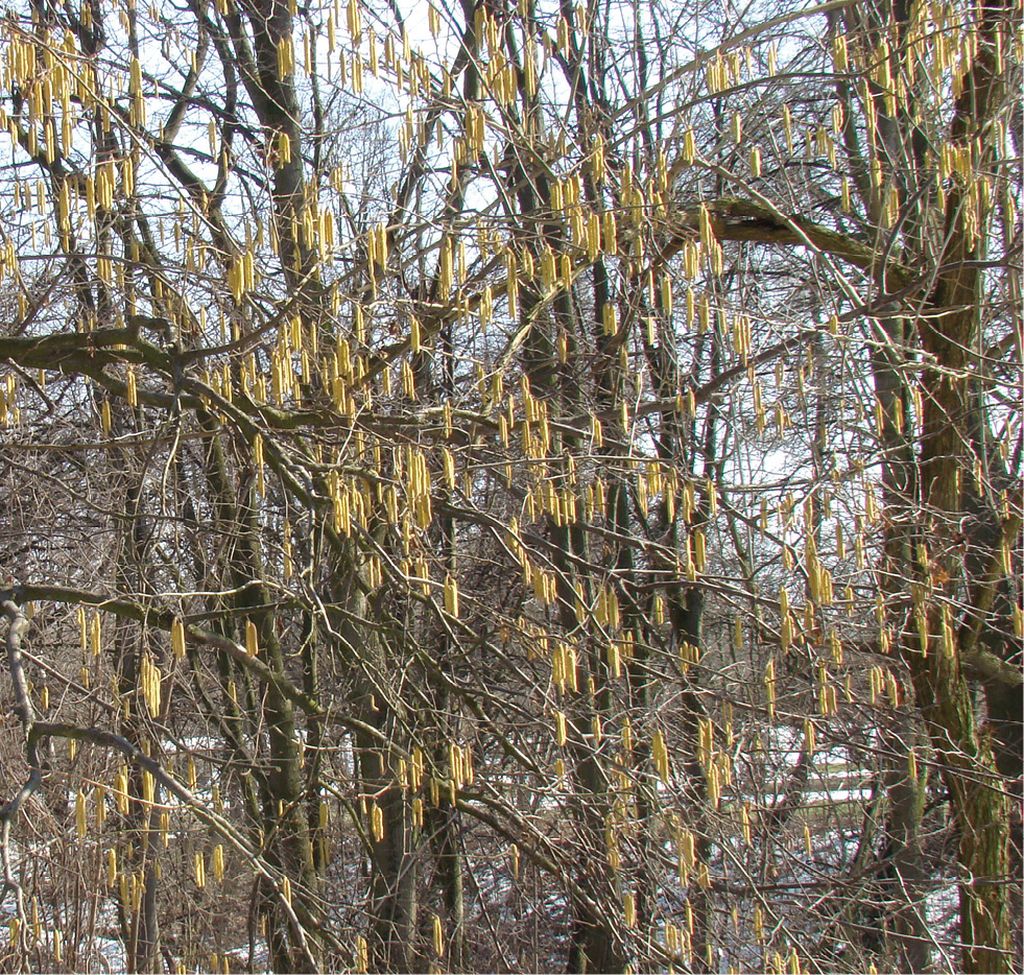 leszczyna_pospolita_(23)