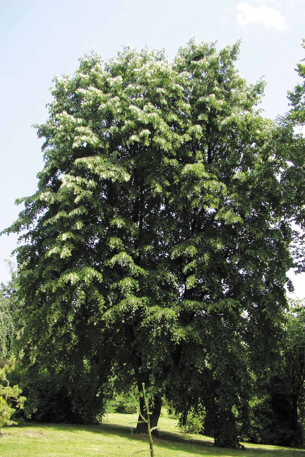 lipa-srebrzysta-(9)