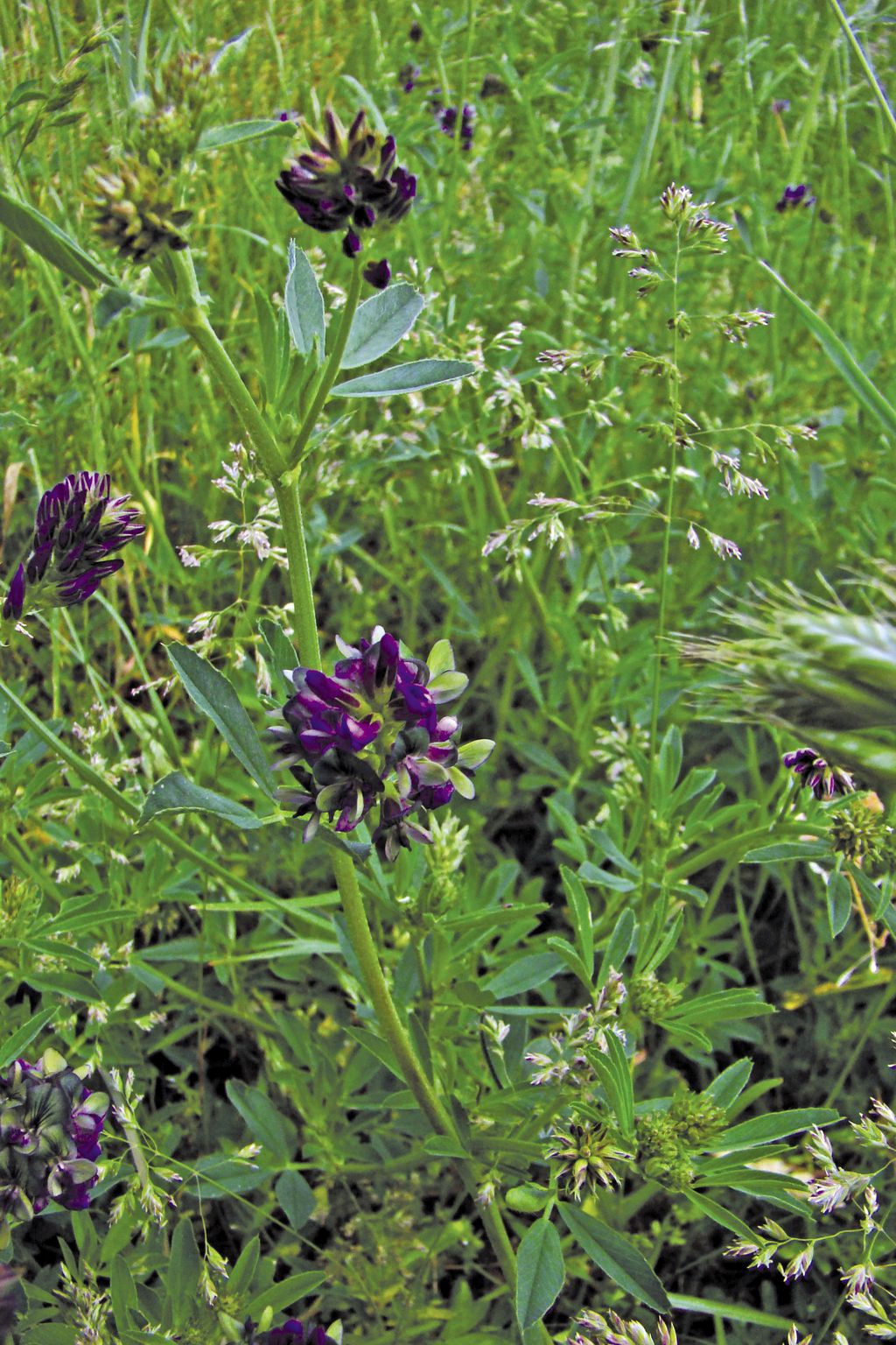 lucerna_siewna_(1)