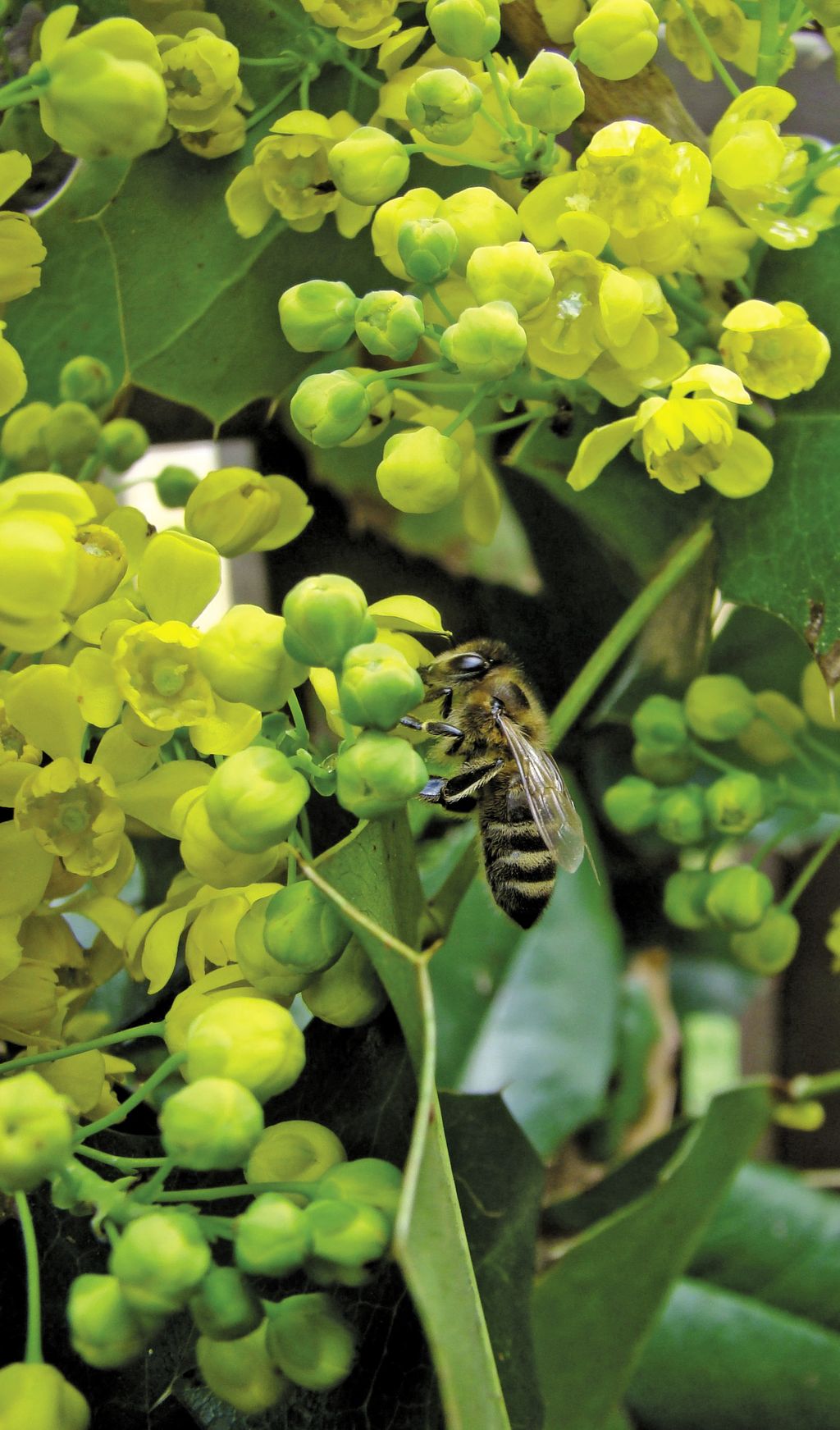 mahonia_pospolita_(1)_(1)