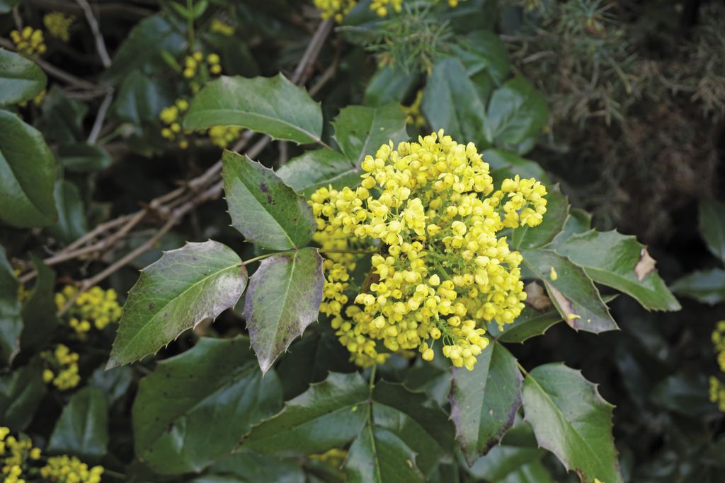 mahonia_pospolita_(6)_(1)