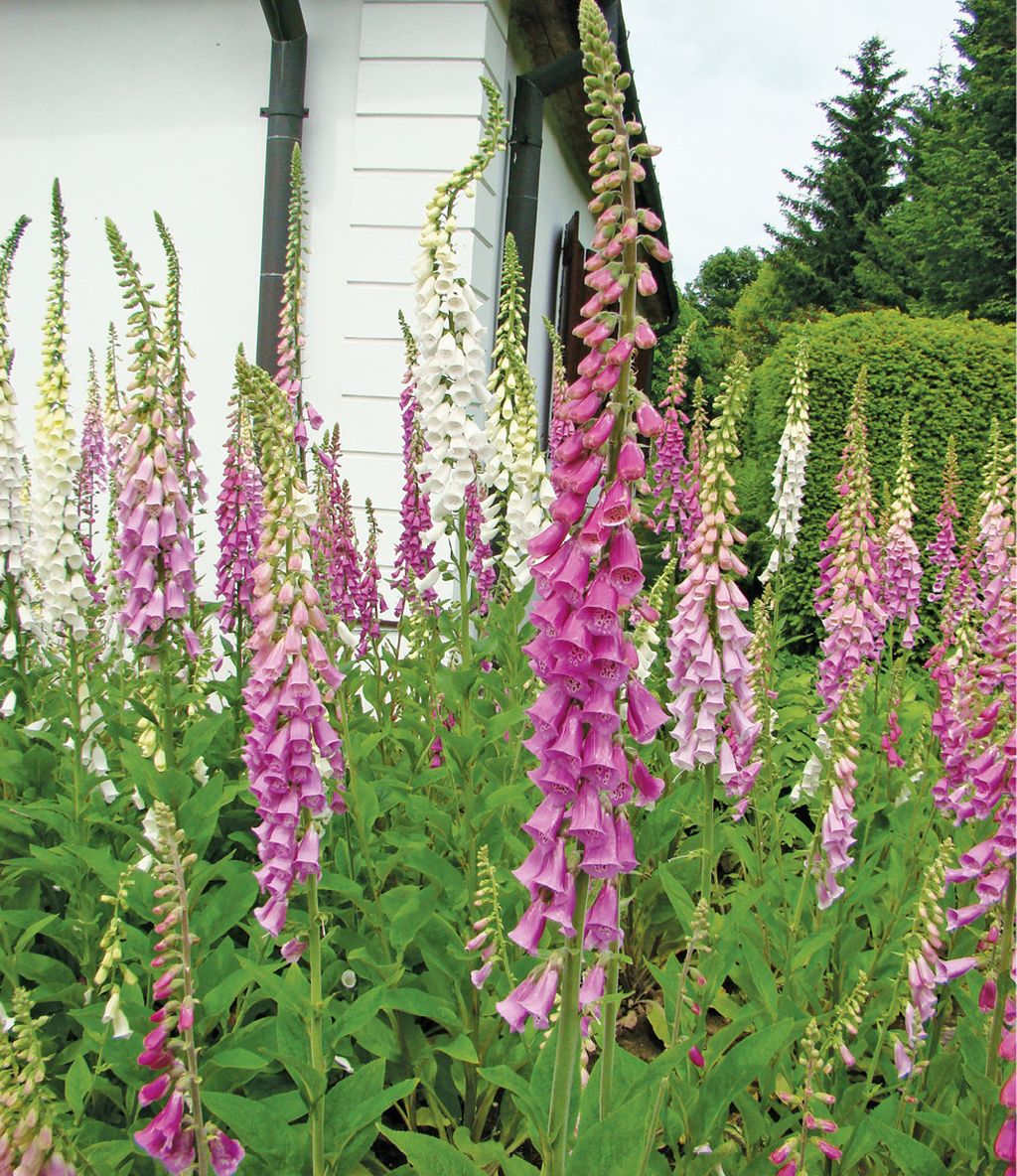 naparstnica-purpurowa-(2)-aneta_sulborska