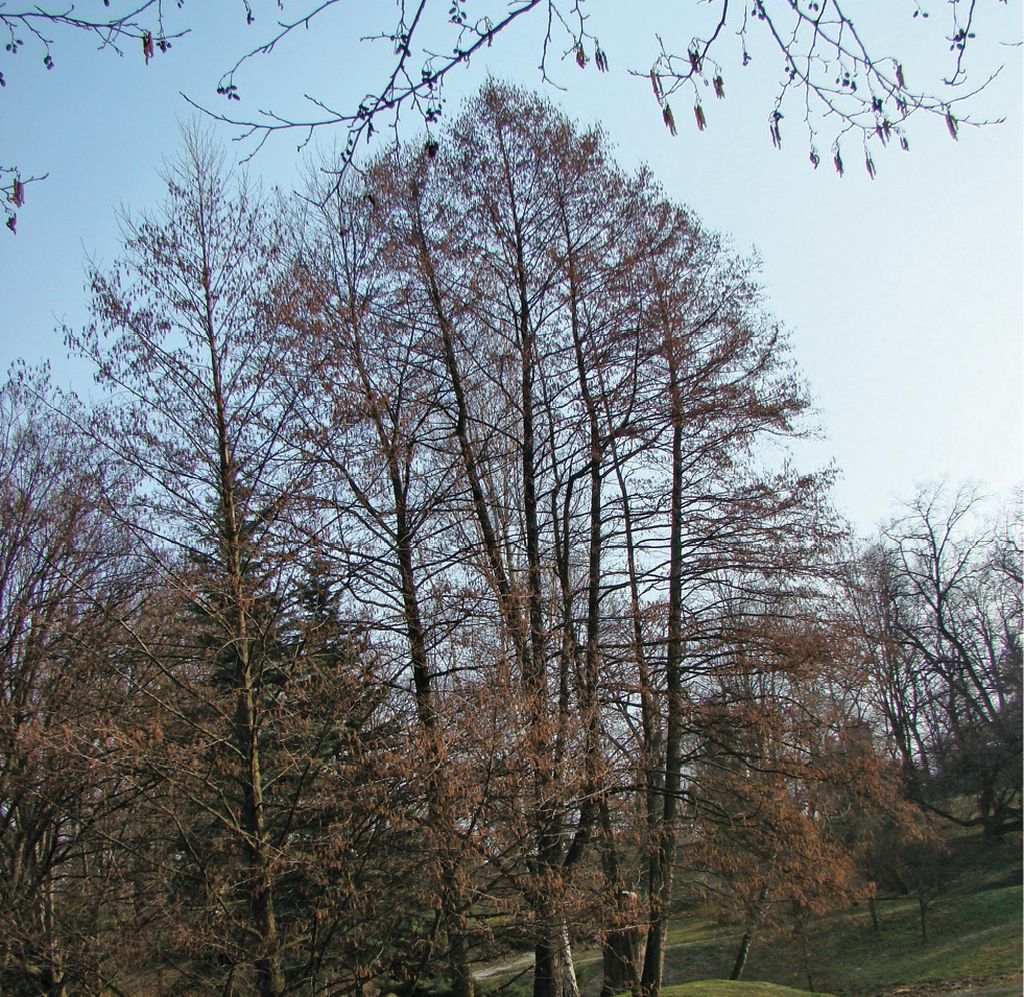 olsza_czarna