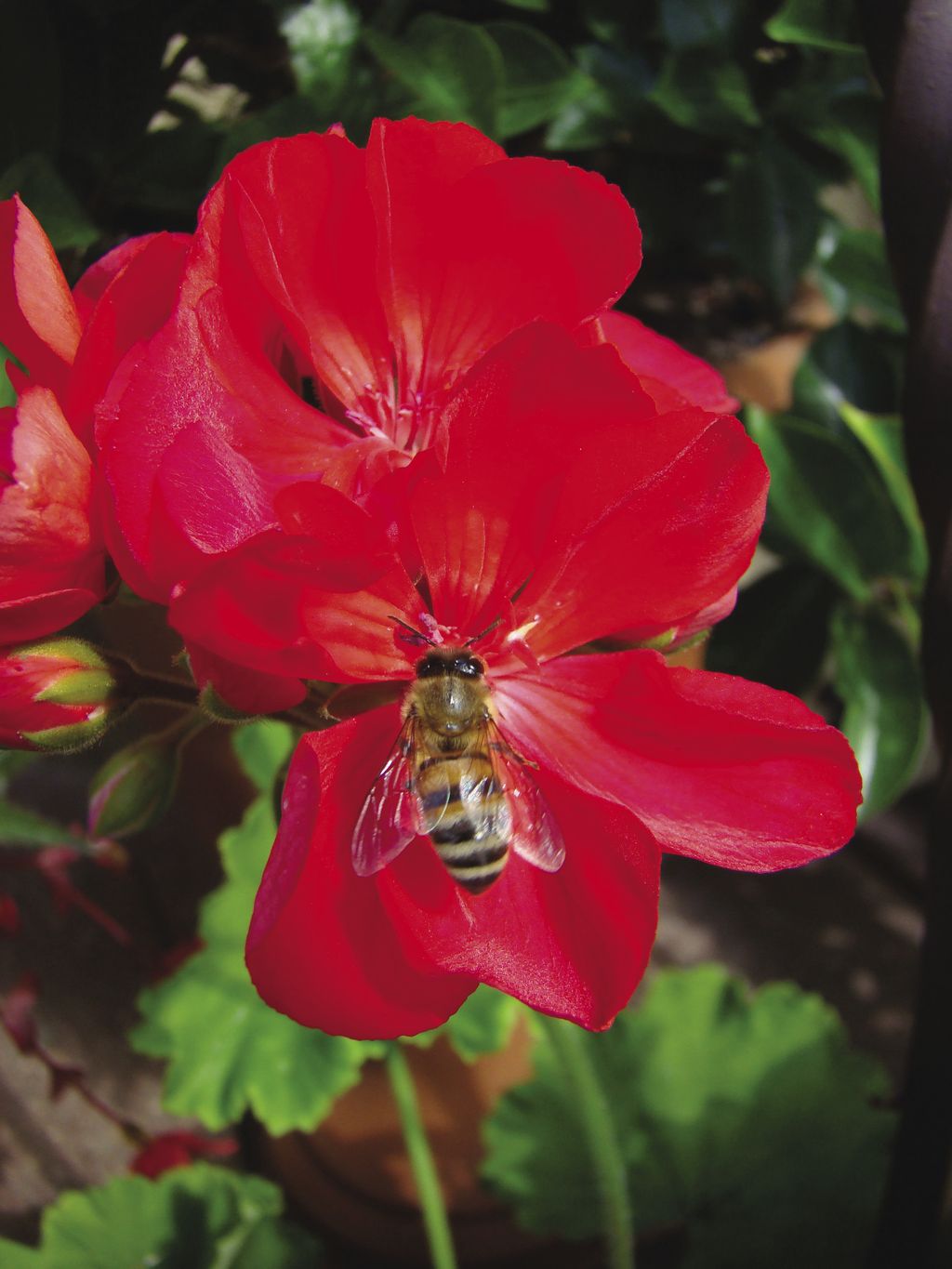 pelargonia_rabatowa_(5)