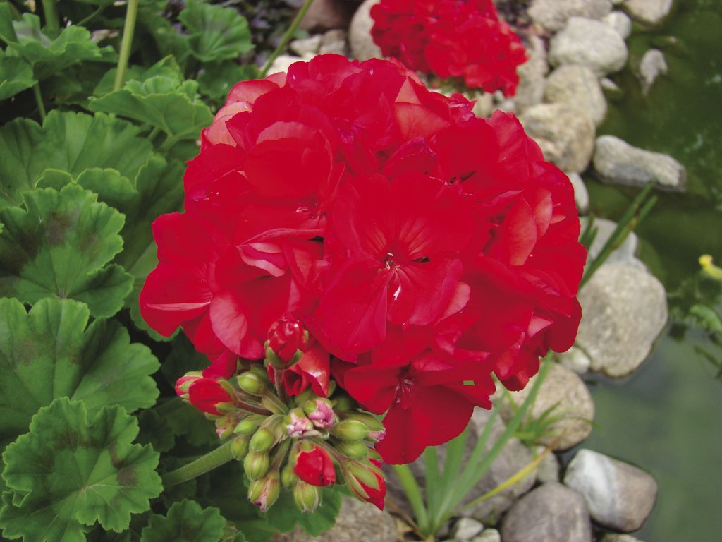 pelargonia_rabatowa_(6)