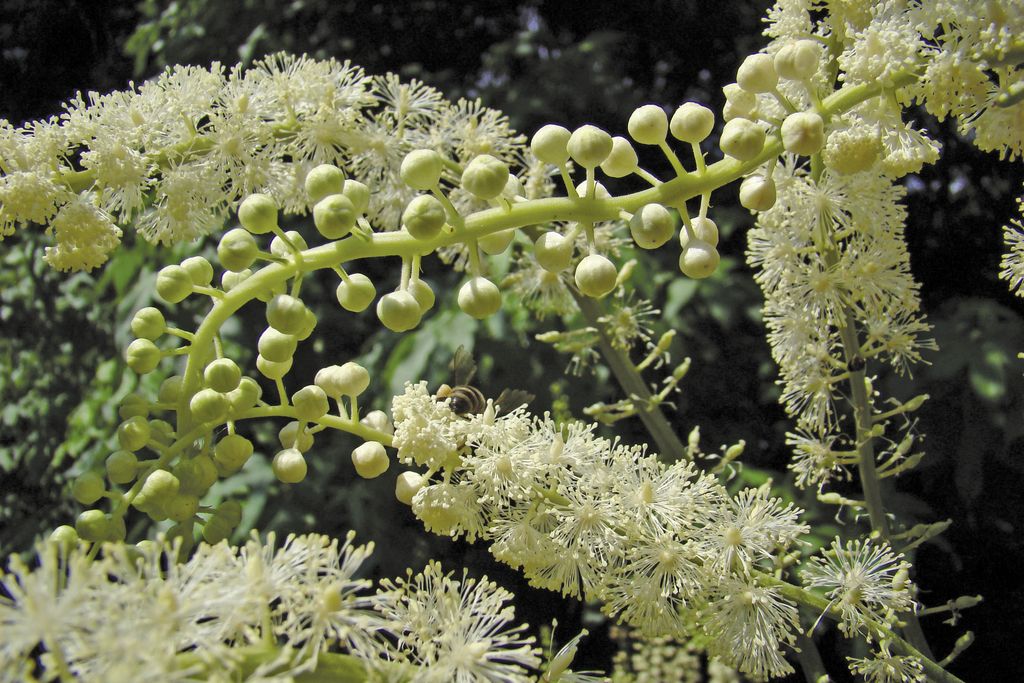 pluskwica_groniasta_(11)