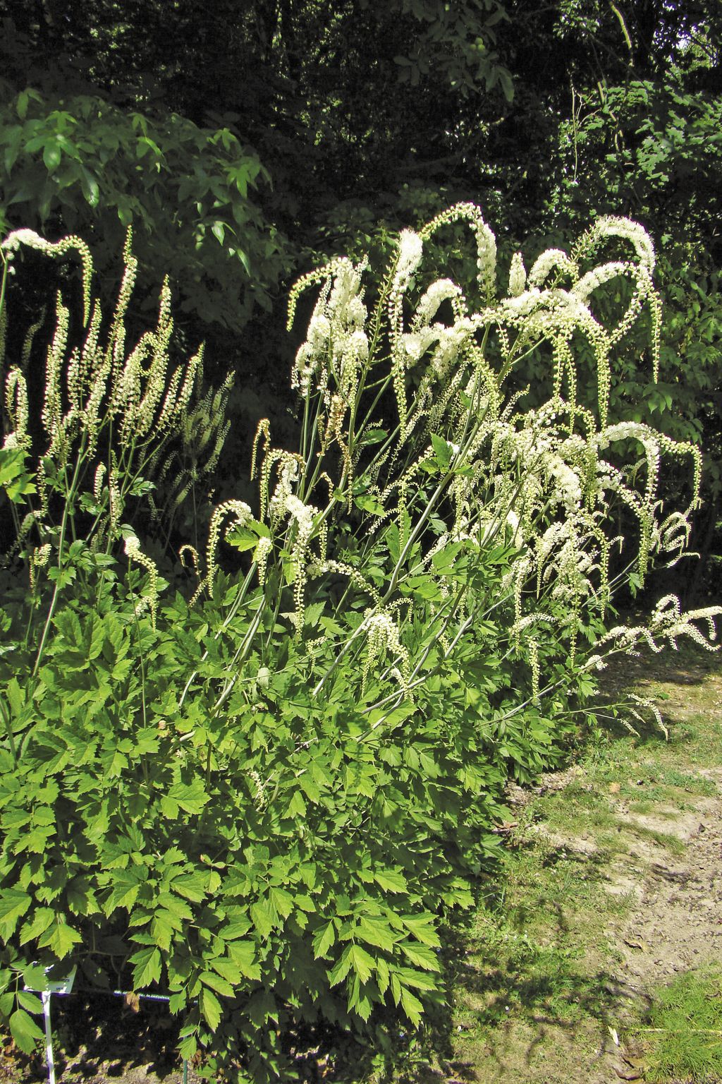 pluskwica_groniasta_(6)