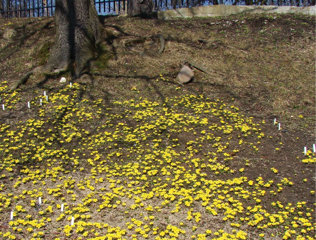 rannik_zimowy_(11)