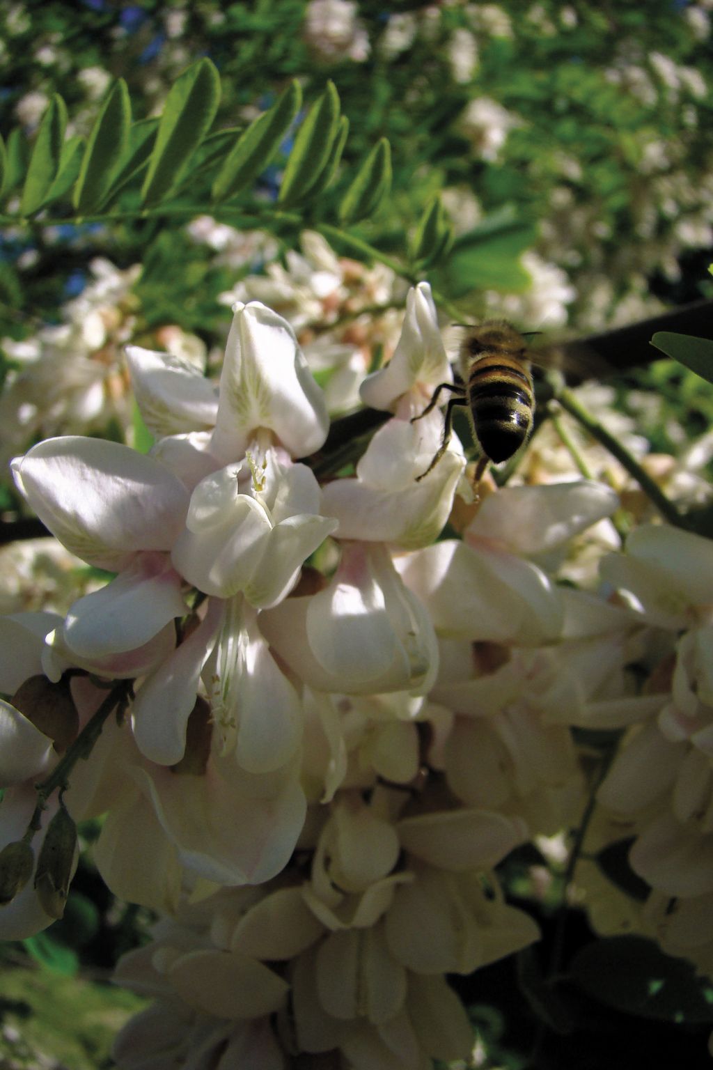 robinia_akacjowa_(2)