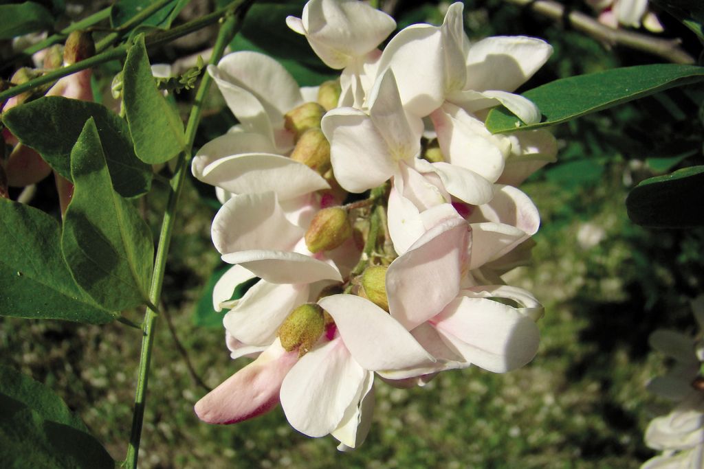 robinia_akacjowa_(7)
