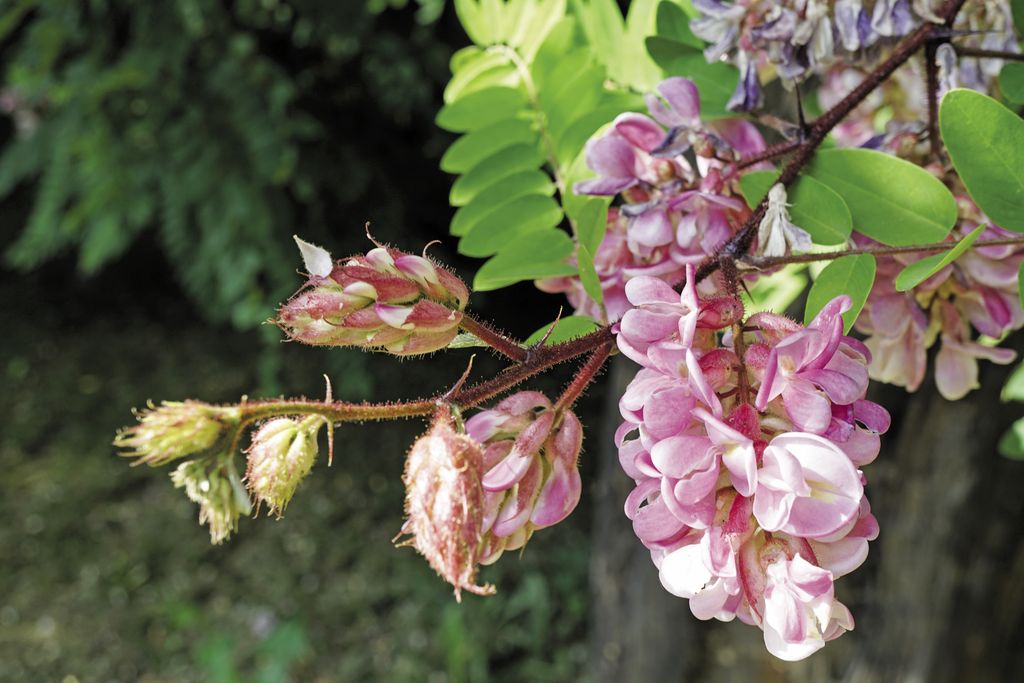 robinia_lepka_(10)
