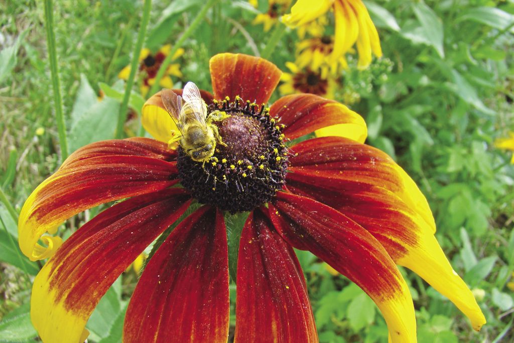 Rudbekia owłosiona