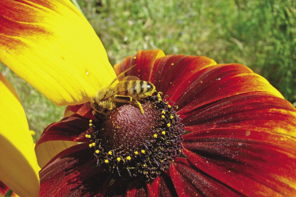 Rudbekia owłosiona