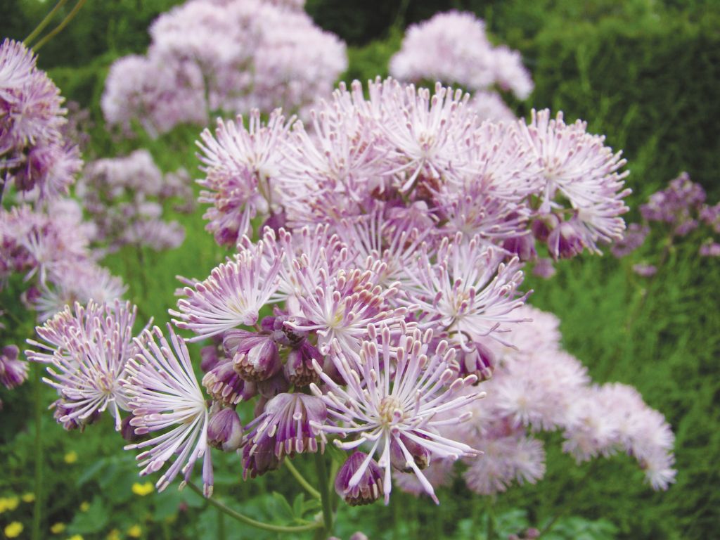 rutewka_orlikolistna_(2)