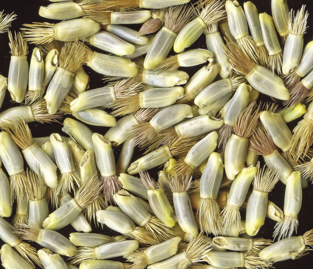 seeds-1918001