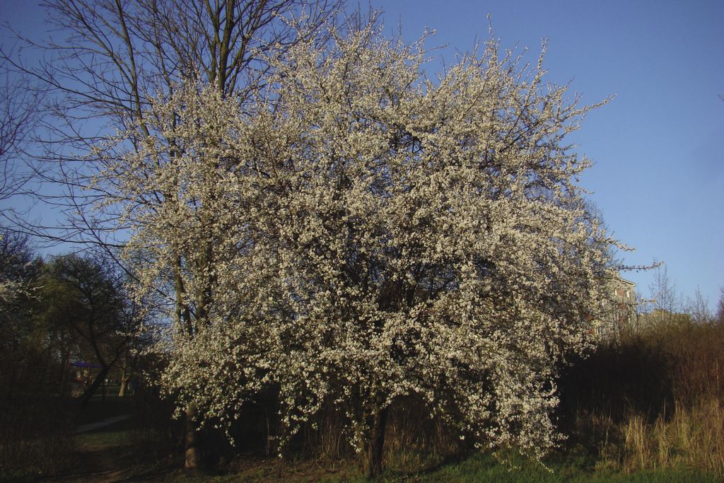 sliwa_wisniowa_(15)_(1)