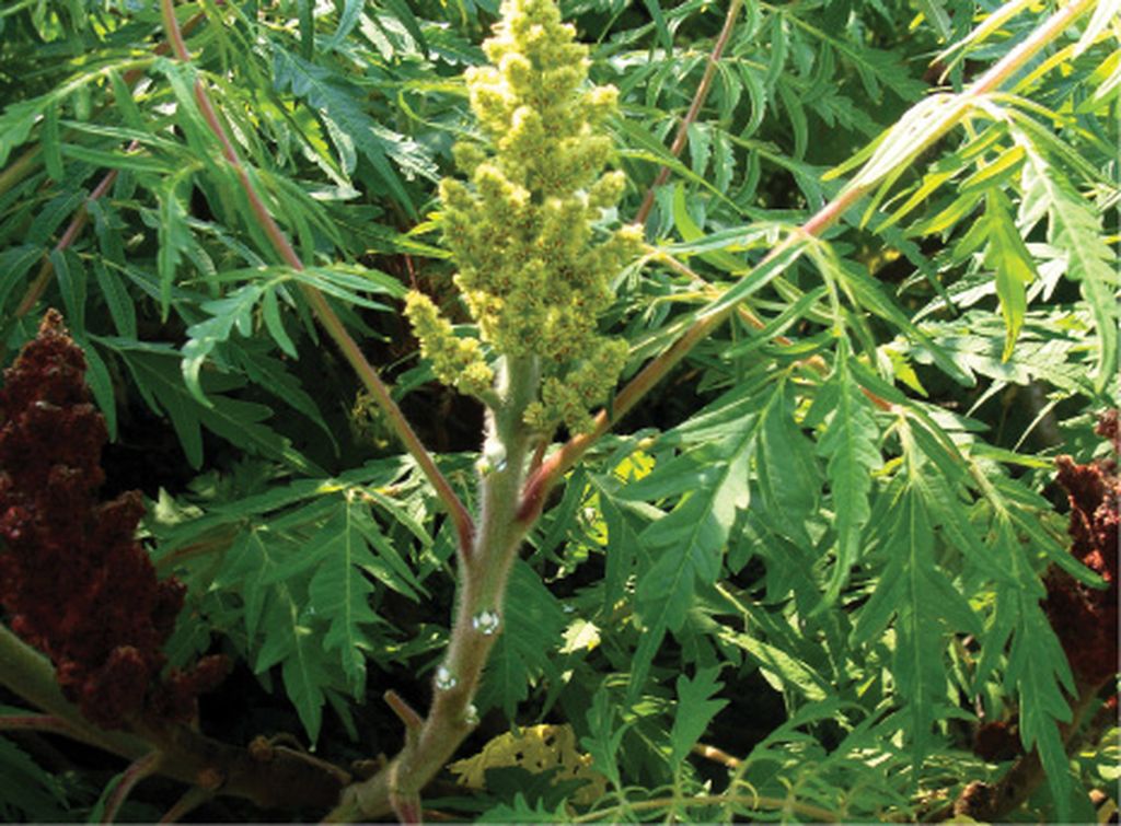 sumak_octowiec_Rhus_typhina_Dissecta