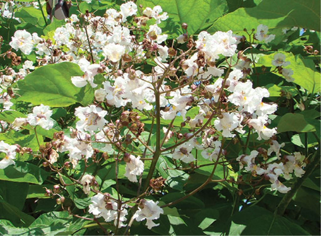 surmia_bignoniowata_09