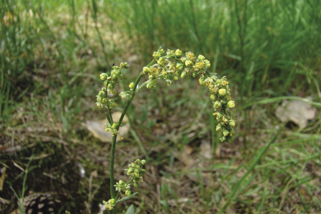 szczaw_polny_(2)