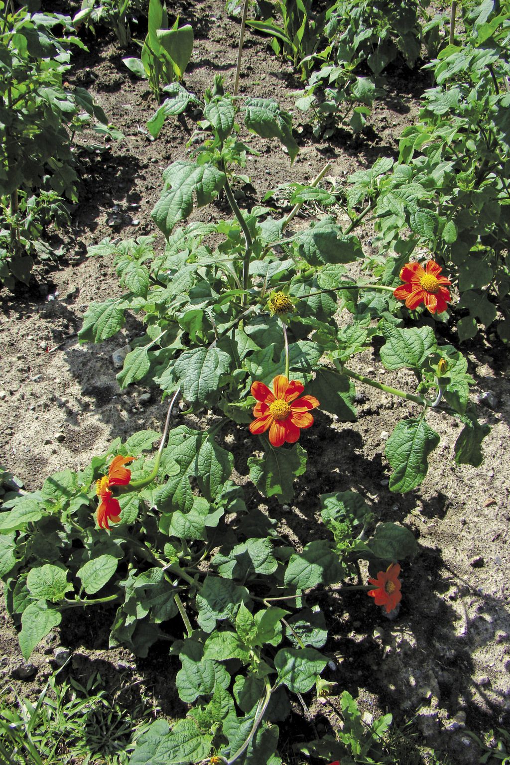 titonia_okraglolistna_(9)
