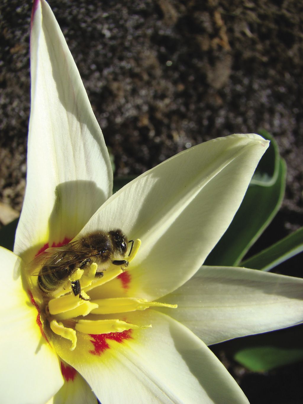 tulipan_(13)_(1)