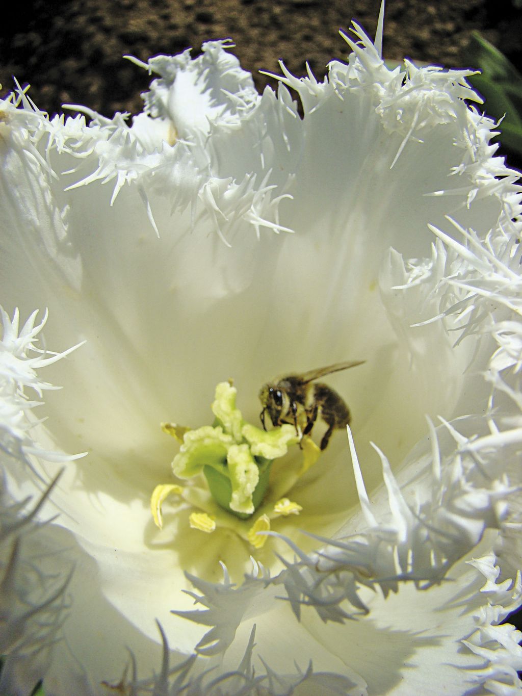tulipan_(4)_(1)