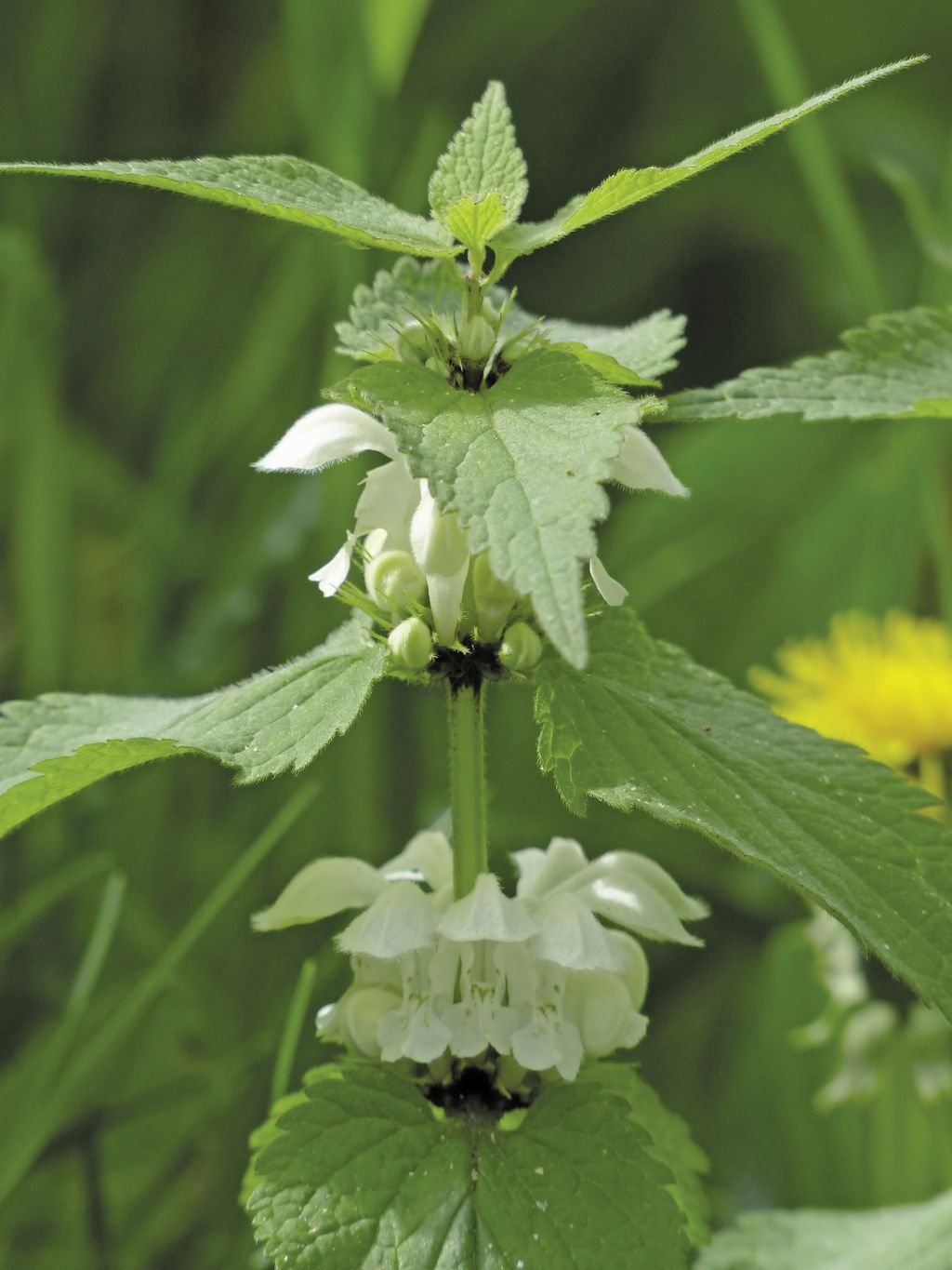 white-deadnettle-116266