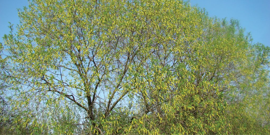 wierzba_piecioprecikowa_(6)