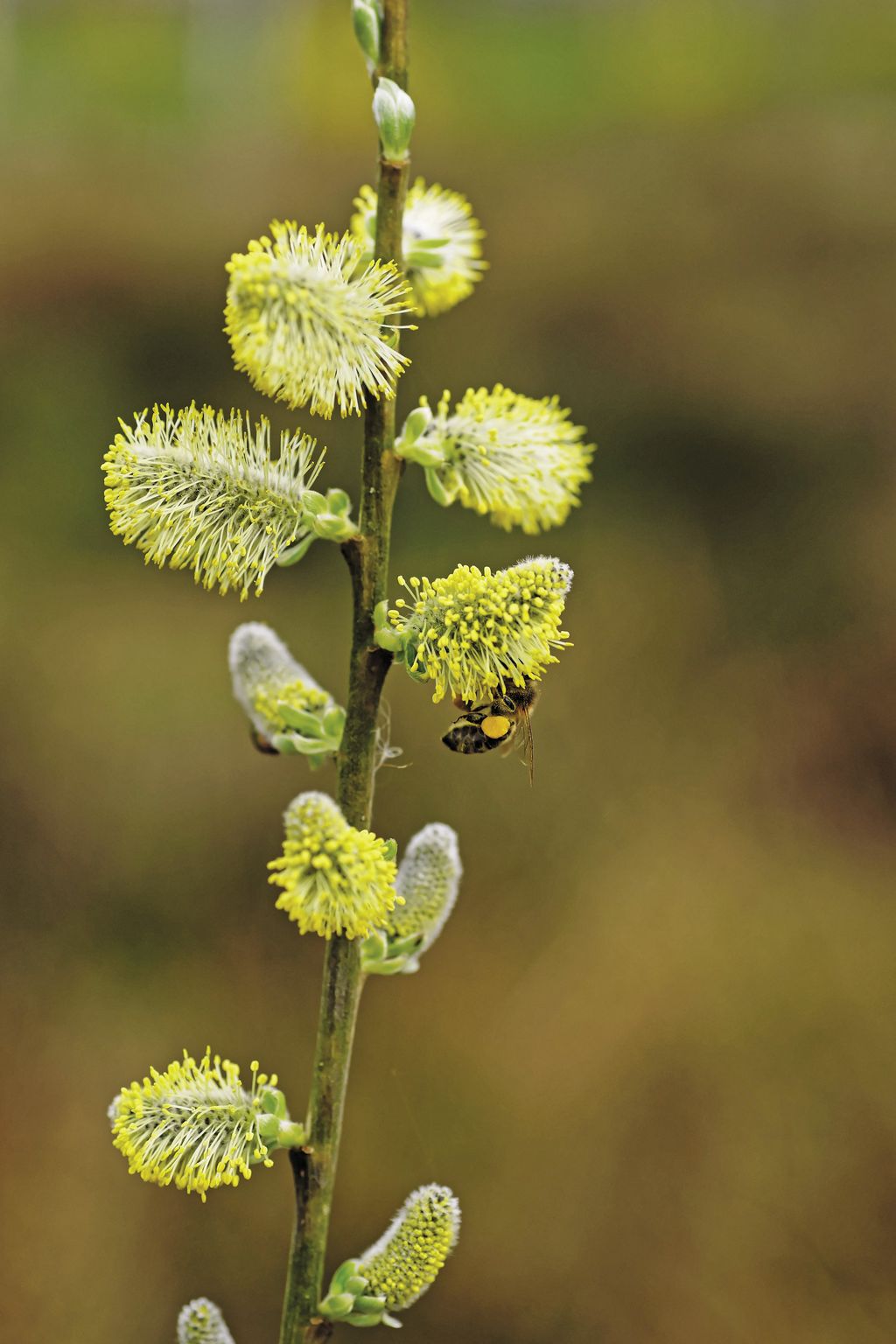 willow-catkin-1319834