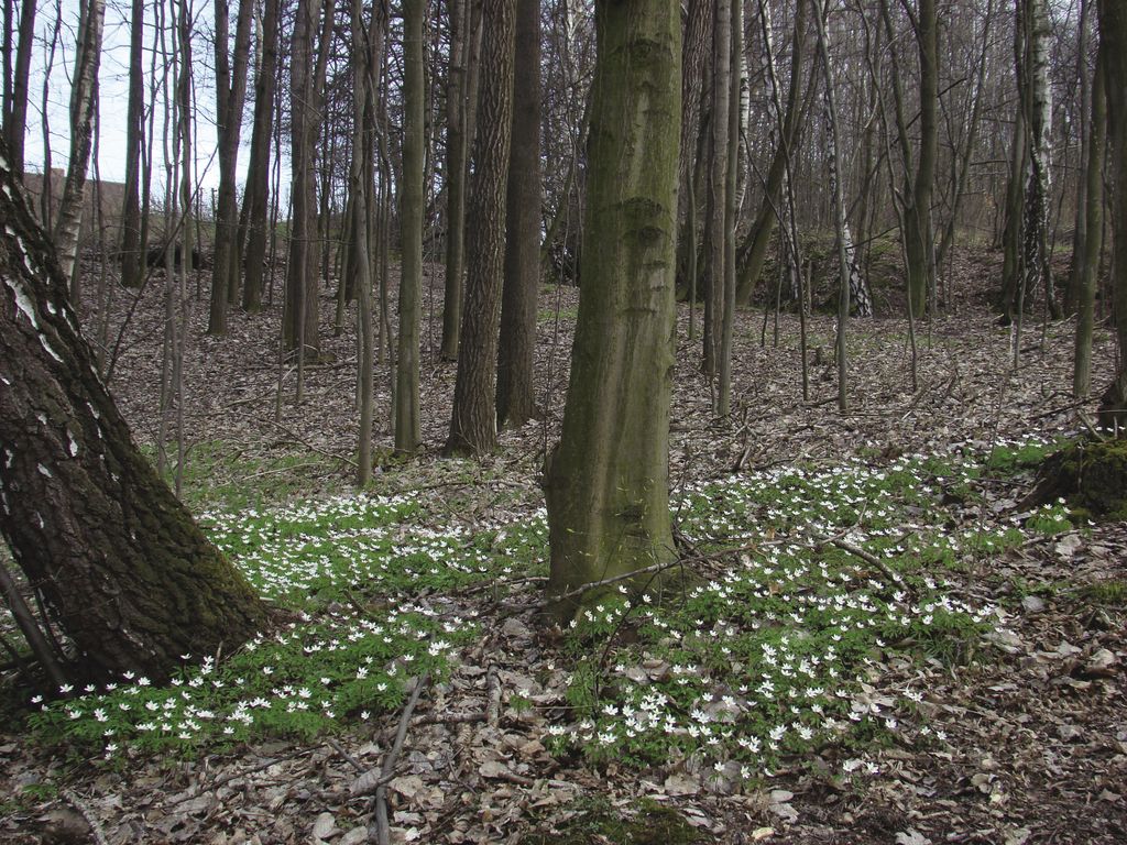 zawilec_gajowy_(6)