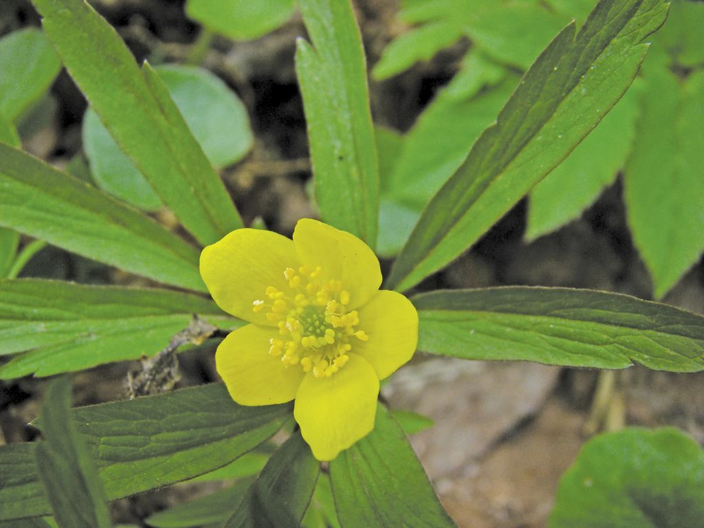 zawilec_zolty_(1)