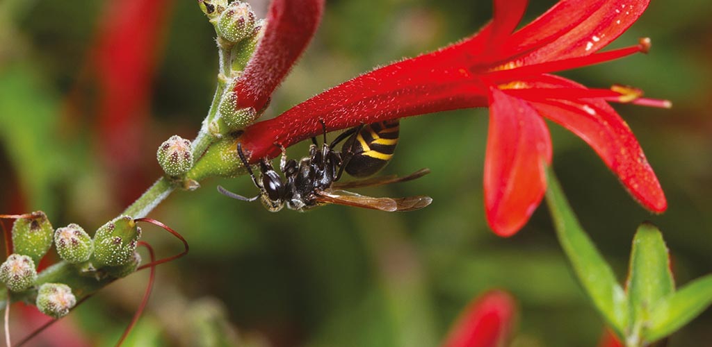 Brachygastra_mellifica.jpg