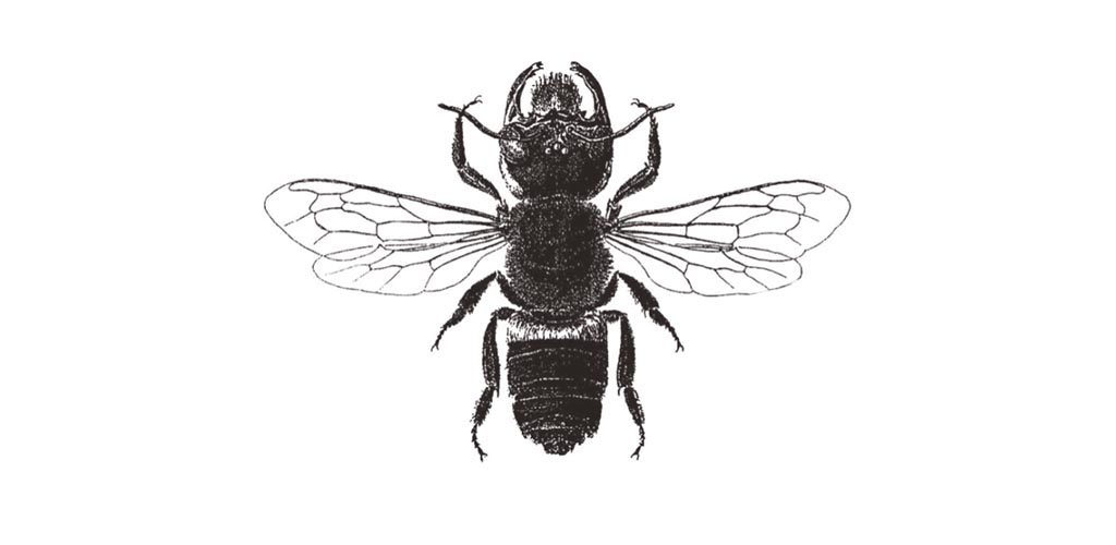 Megachile_pluto-rys.jpg