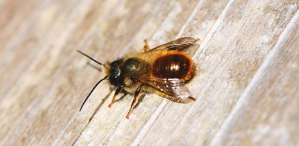 Osmia_rufa.jpg