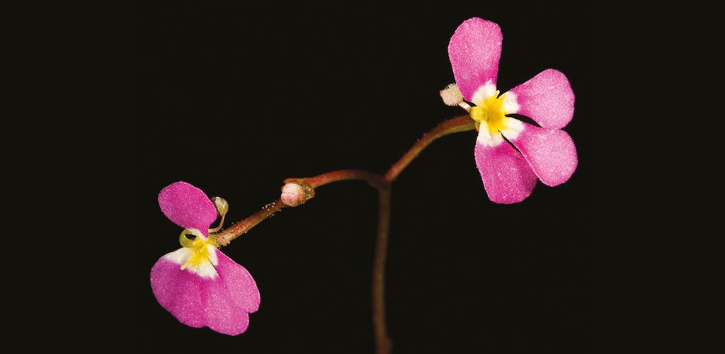 Stylidium.jpg