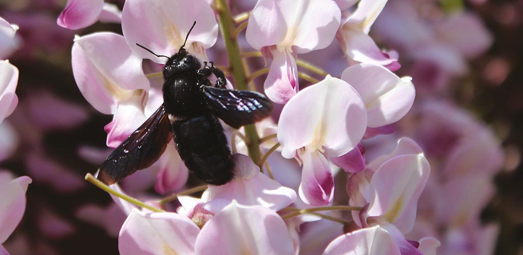 Xylocopa.jpg