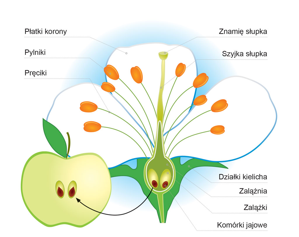 Wszystko o miodzie i jego pozyskiwaniu (r1_rys1)