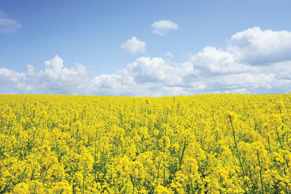 Wszystko o miodzie i jego pozyskiwaniu (r4_field-of-rapeseeds-474558_1920.jpg)